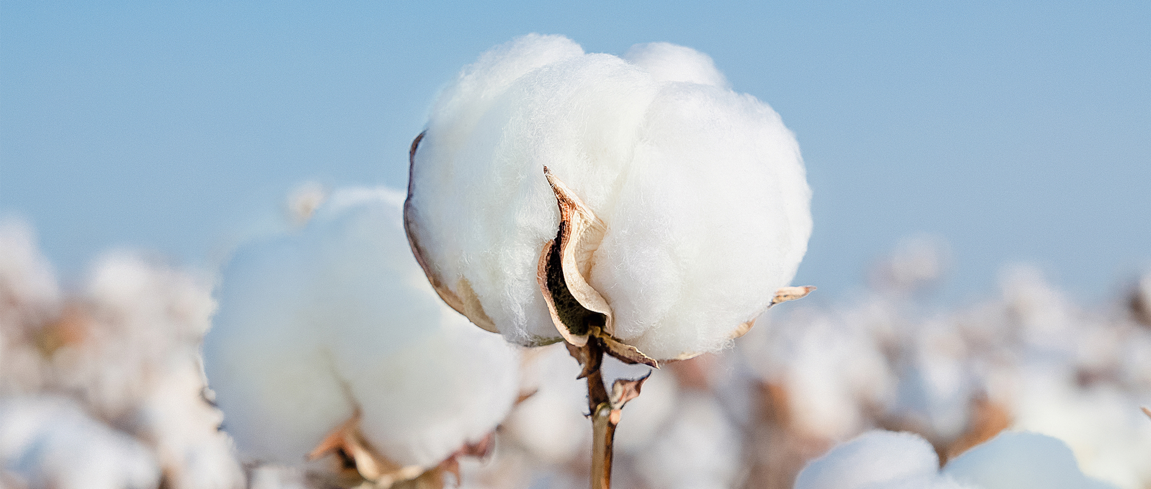 一图读懂bevictor伟德集团2024年度ESG汇报